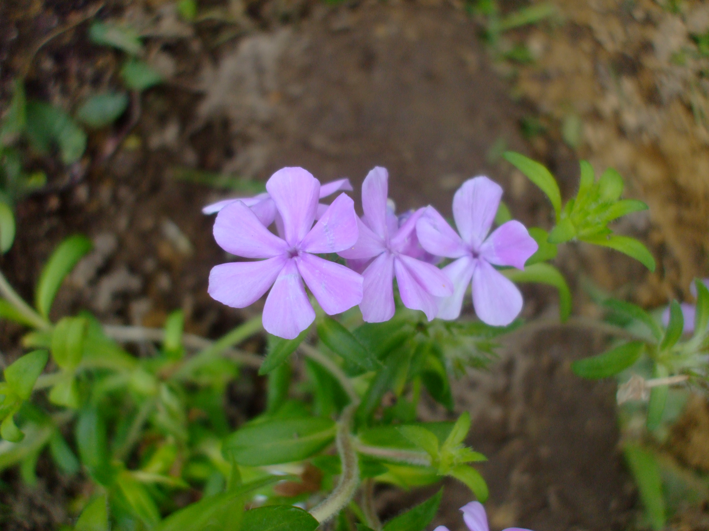 Phlox amoena